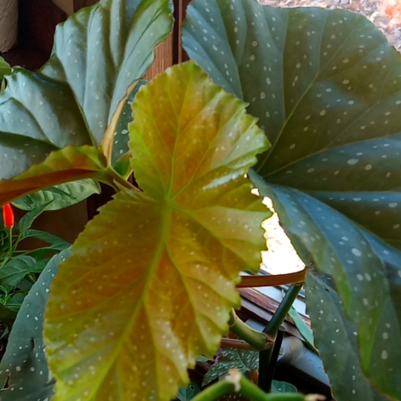 Winter is over  and I need to purge some plants,  10 plant starts, my c… - Picture 9 of 15